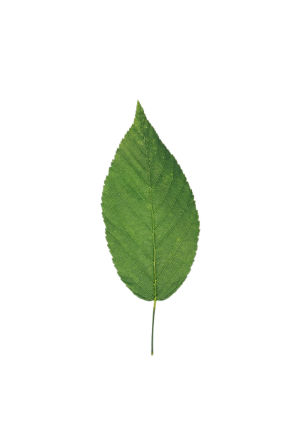 single-leaf